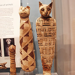mummified cat