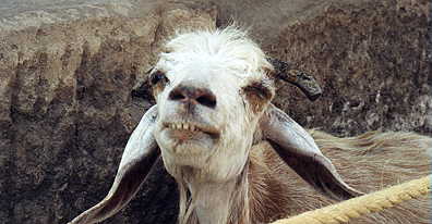 Hatsheput Goat