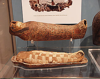 mummified kestrel